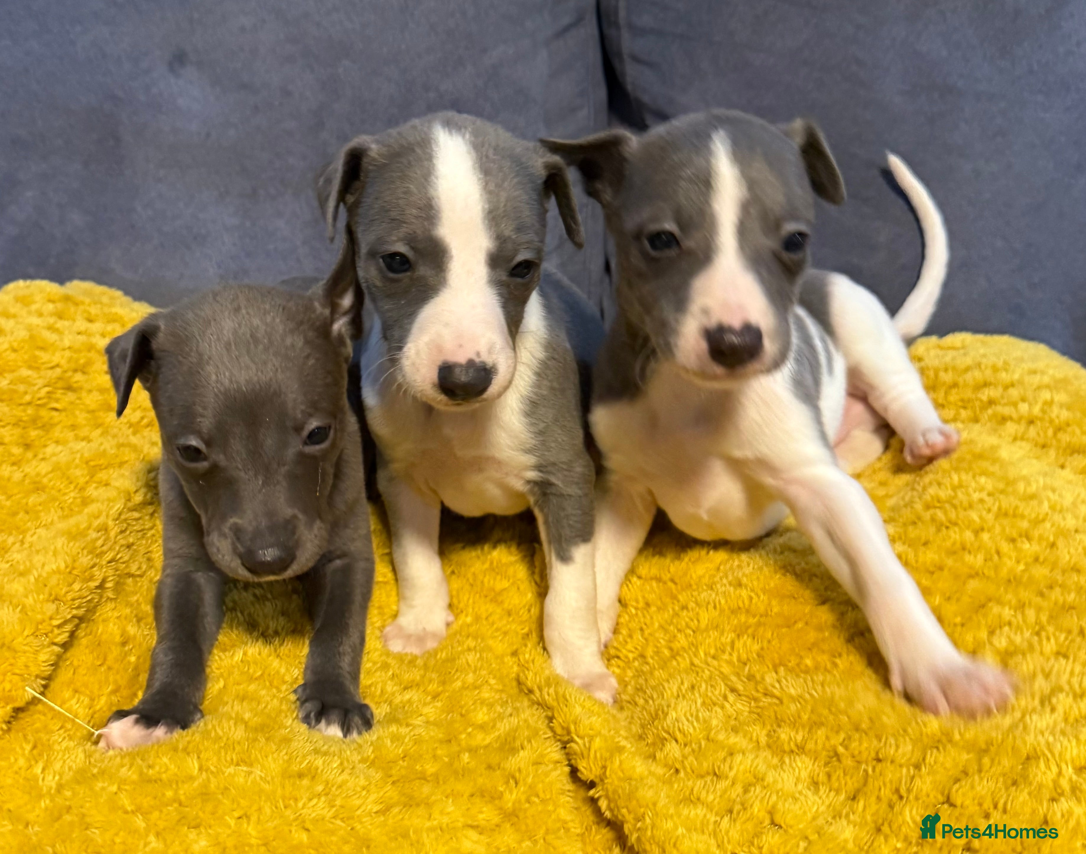 Whippet dogs 3 Stunning Whippet Boy's available  - Advert 7