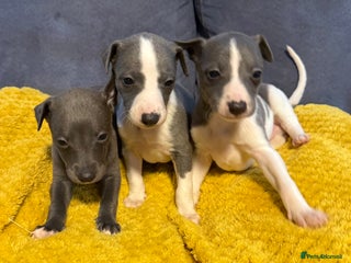Whippet dogs 3 Stunning Whippet Boy's available - Advert 7