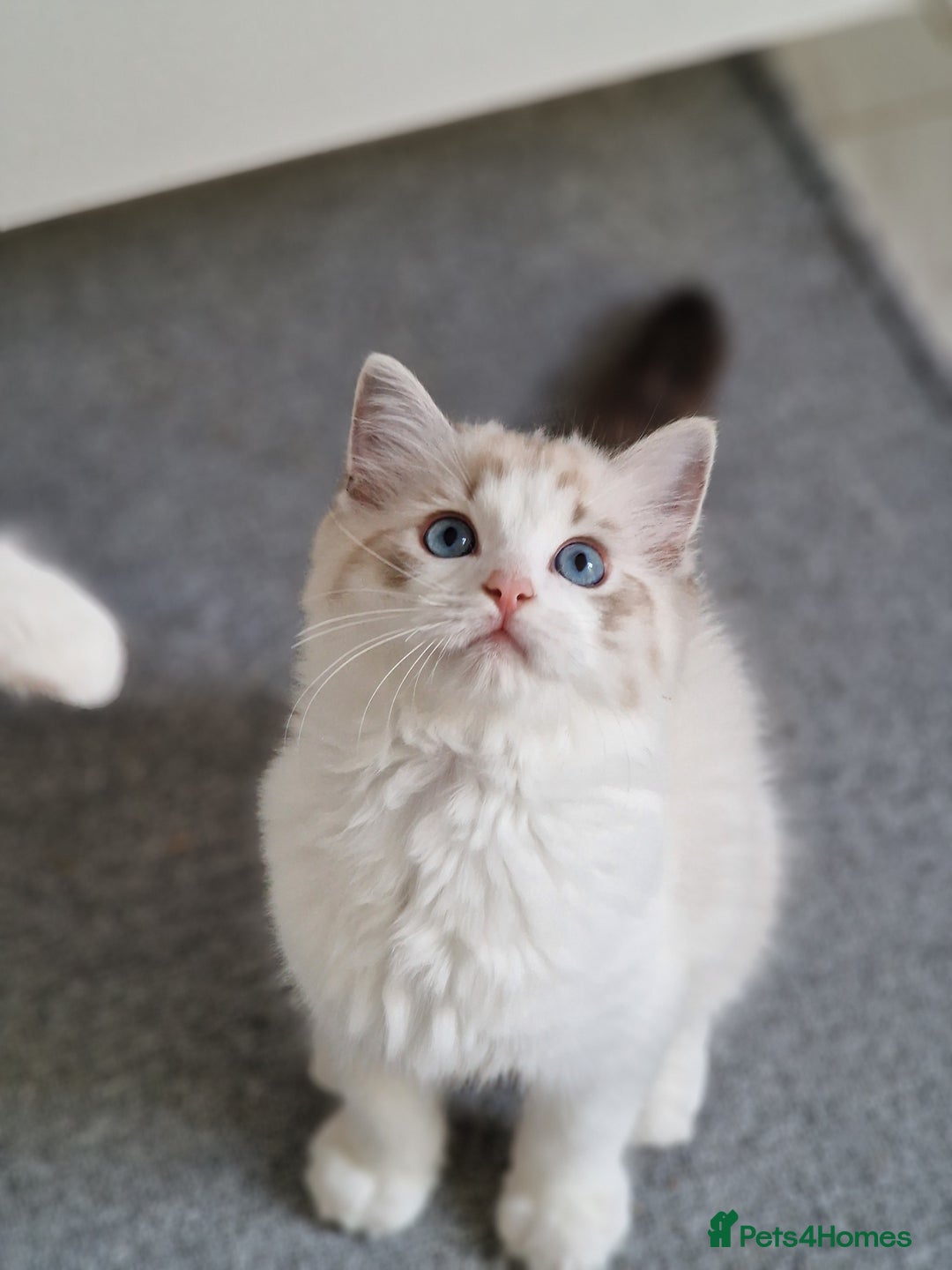 Ragdoll cats for sale: TICA seal lynx bicolour ragdoll kitten  - Image 11