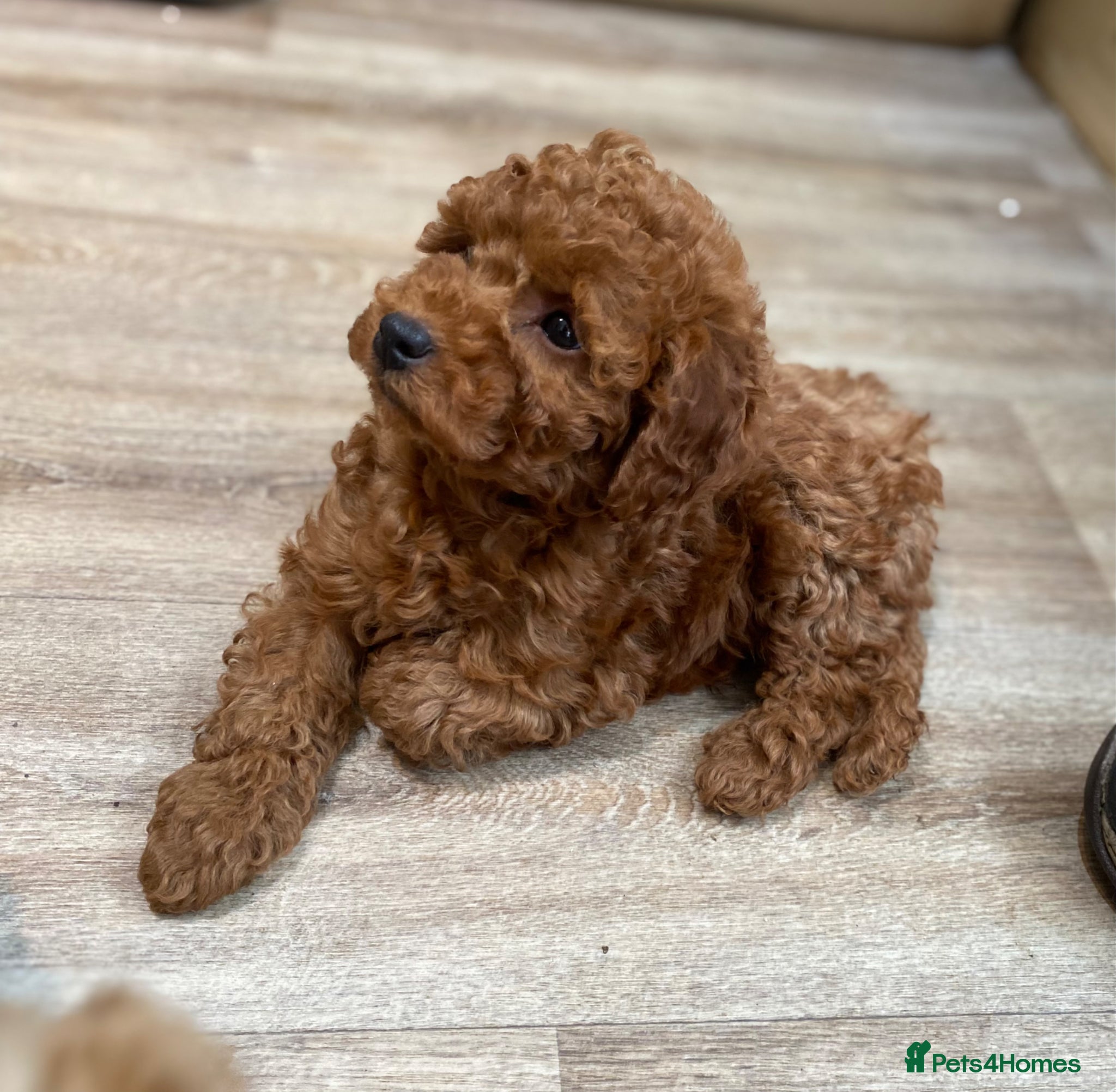 Toy Poodle dogs Toy Poodles KC Registered Ready now - Advert 1