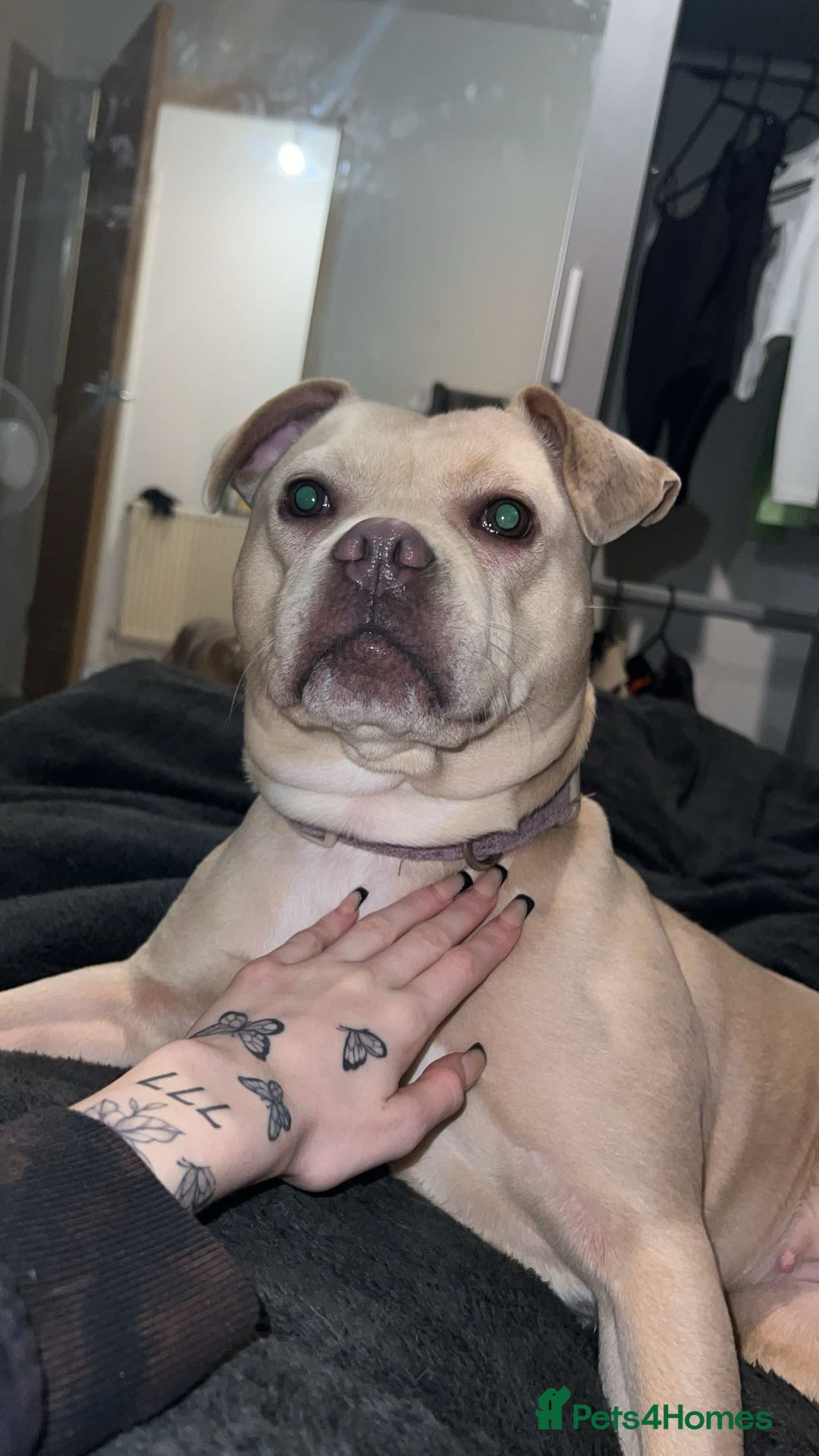 Mixed Breed dogs for sale: Little luna - Advert 2