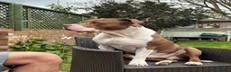 American Bully dogs for stud: Amstaff/Bully for stud - Advert 2