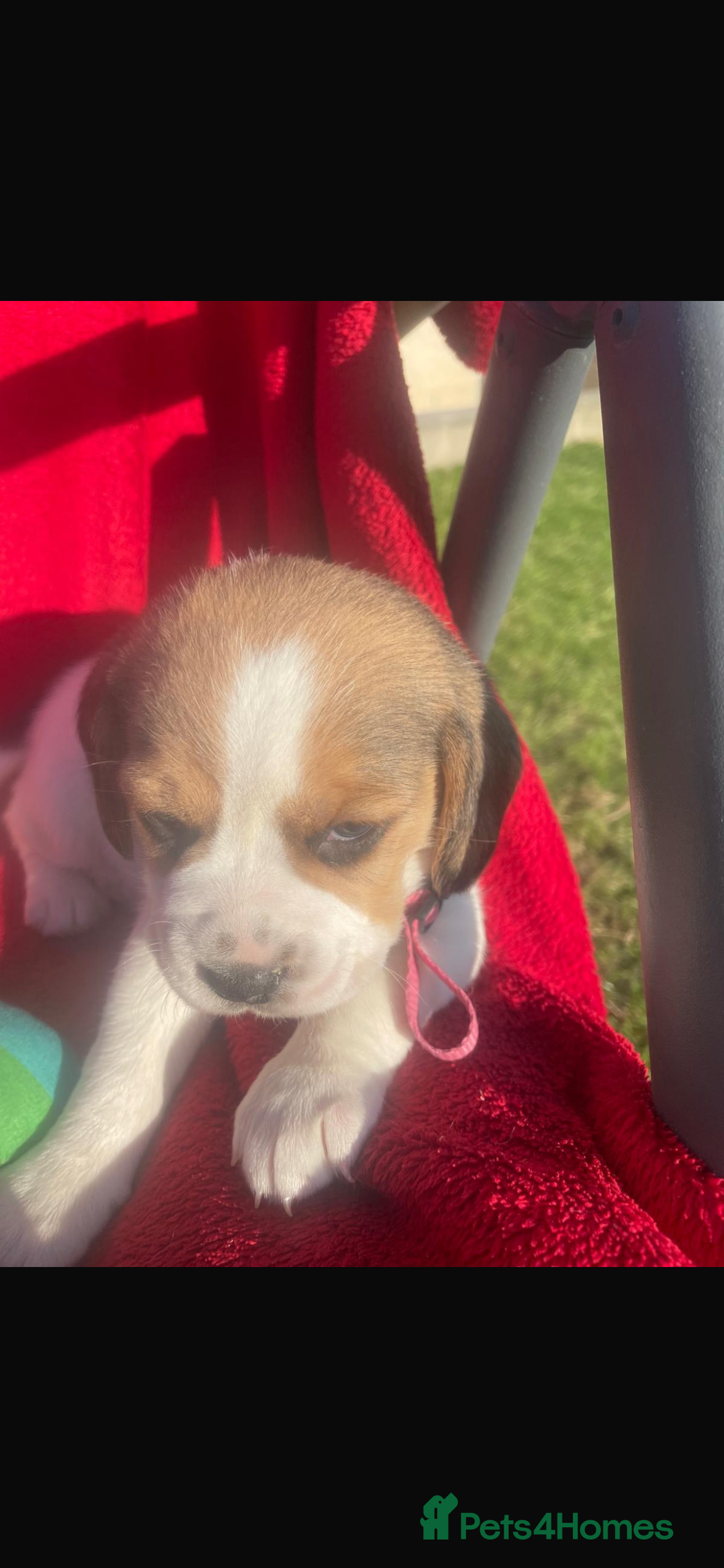 Beagle dogs Beautiful Beagle Puppies - Advert 2