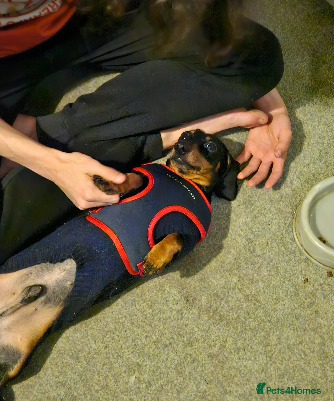 Miniature Dachshund dogs for sale: Little Man - Advert 2