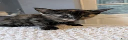 Mixed Breed cats for sale: Beautiful Kittens in Brierley Hill - Advert 5
