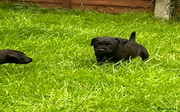 Patterdale Terrier dogs for sale: Patterdale terrier pups  - Image 14