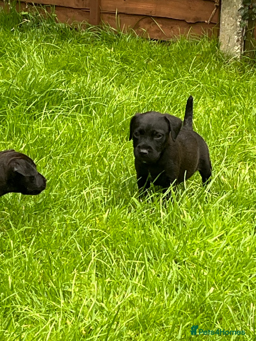 Patterdale Terrier dogs for sale: Patterdale terrier pups  - Image 14