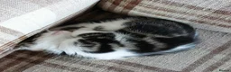 Mixed Breed cats for sale: Kittens for sale - Advert 4