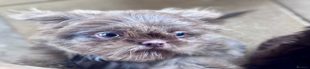Shih Tzu Puppy 2