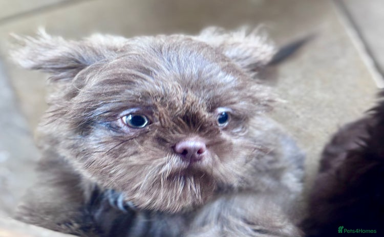 Shih Tzu dogs - Advert 1