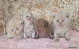 British Shorthair cats for sale: Tica registered British Shorthair kittens Champion - Image 2