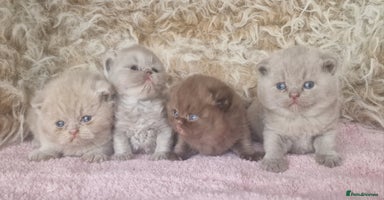 British Shorthair cats - Advert 8