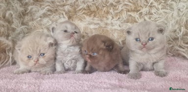 British Shorthair cats - Advert 8