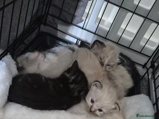 British Shorthair cats - Advert 27