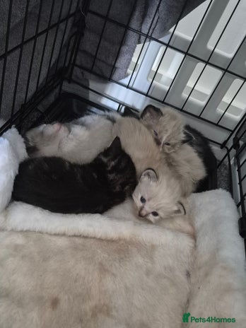 British Shorthair cats Mittens kittens - Advert 1