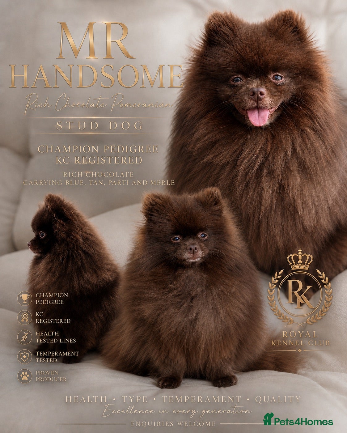 Pomeranian dogs CHAMPION PEDIGREE KC CHOCOLATE STUD  - Advert 8