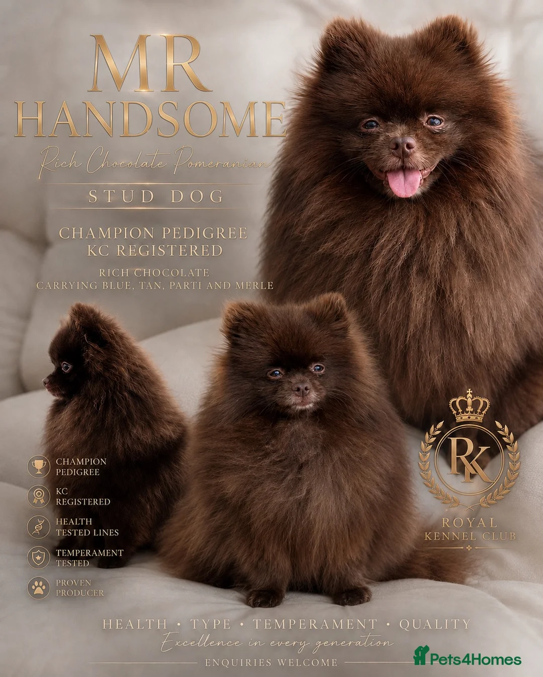 Pomeranian dogs for stud: CHAMPION PEDIGREE KC CHOCOLATE STUD  - Advert 1