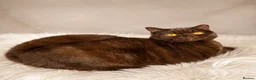 British Shorthair cats for sale: Chocolate and cinnamon Kittens due - Advert 2