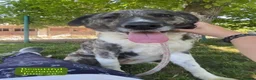Mixed Breed dogs for adoption: Fernanda, 4 yrs approx. Available for adoption. in Brixham - Advert 4