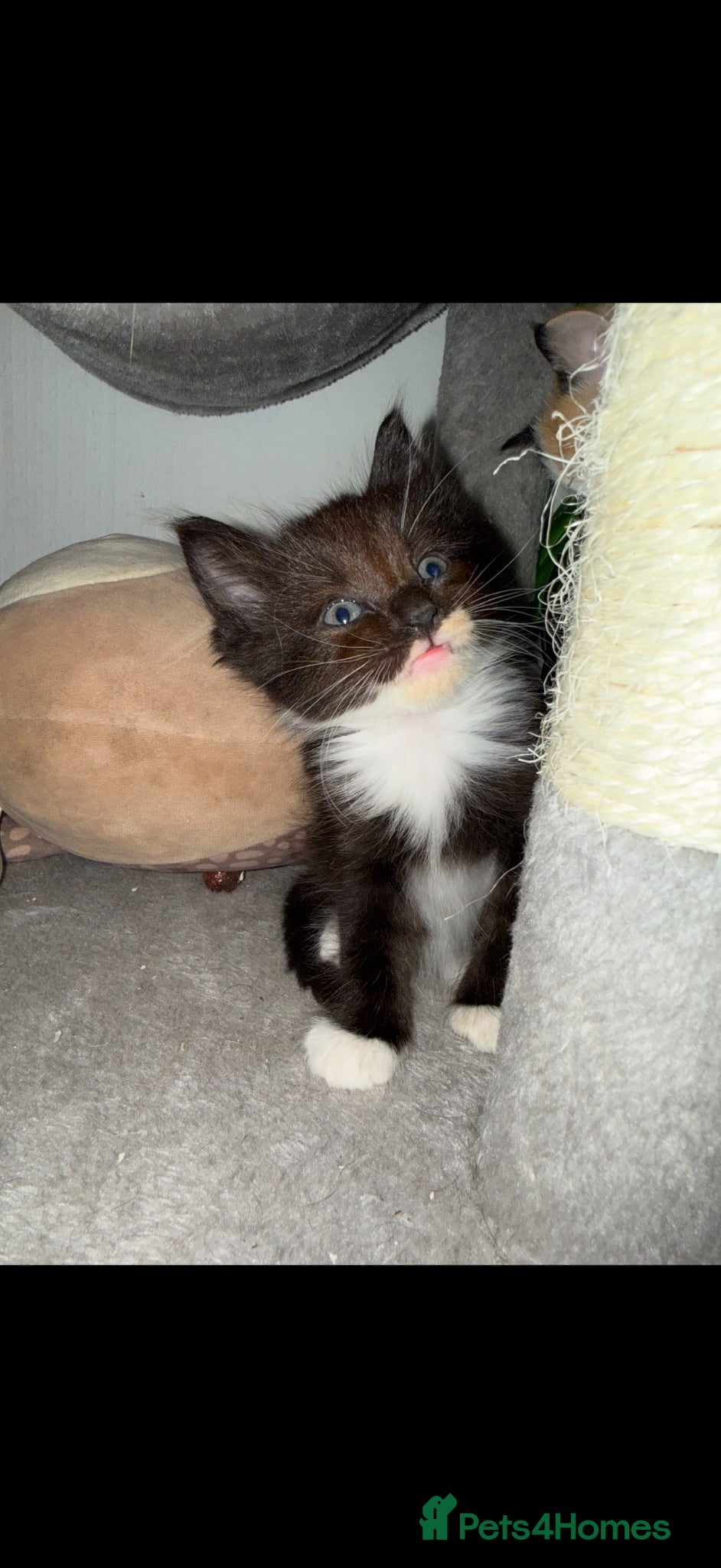 Mixed Breed cats for sale: Mix breed kittens - Advert 7