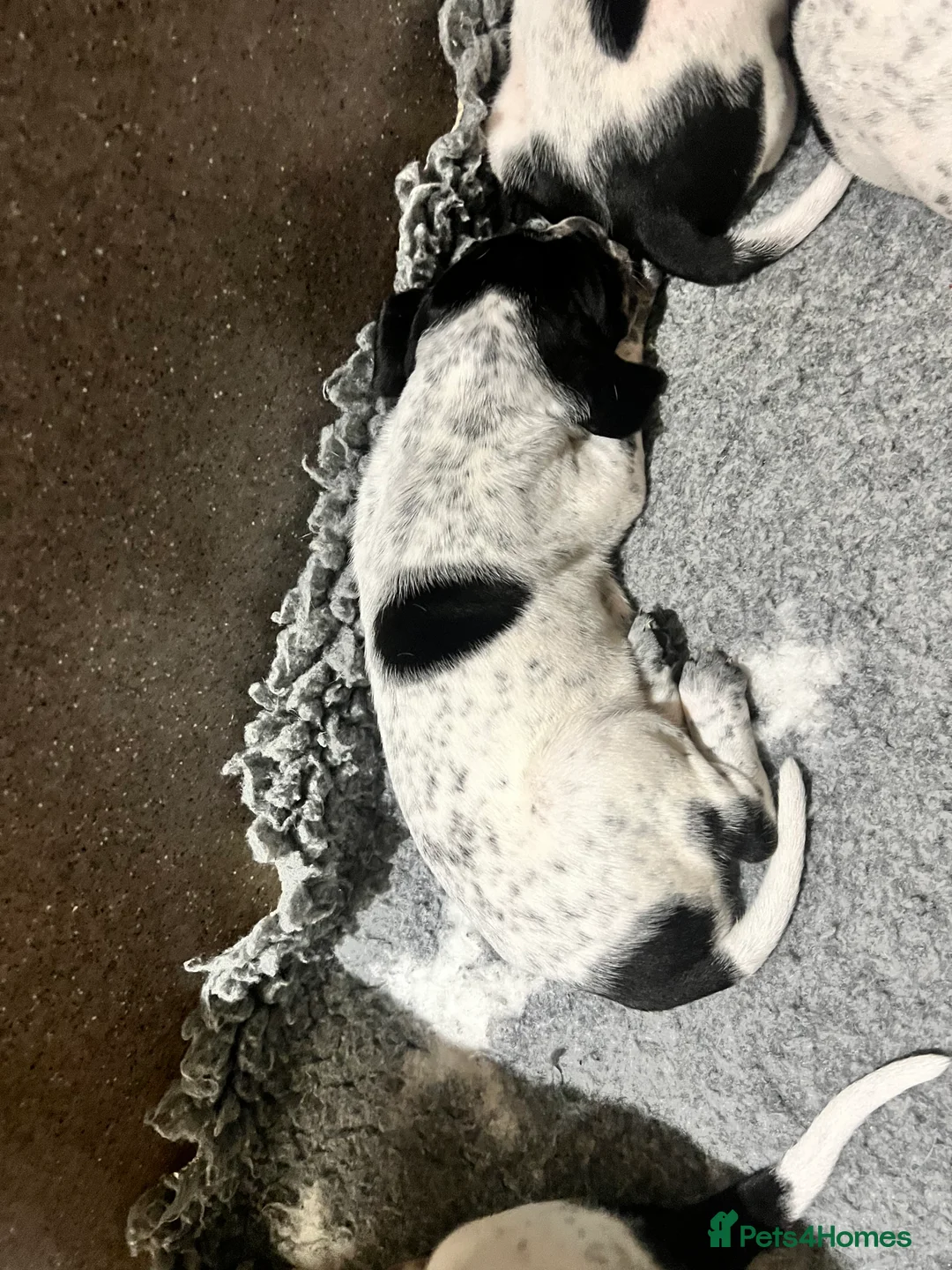 Pointer dogs for sale: Beautiful Pointer puppies  - Advert 17