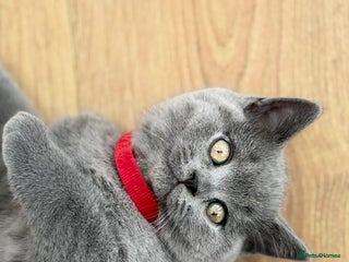 Scottish Fold cats - Advert 6