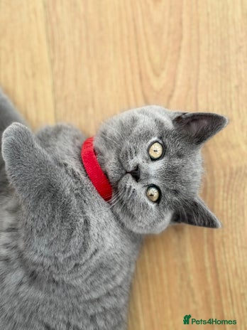 Scottish Fold cats - Advert 4