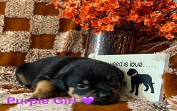 Rottweiler dogs for sale: The best of the best Rottweilers  - Image 31