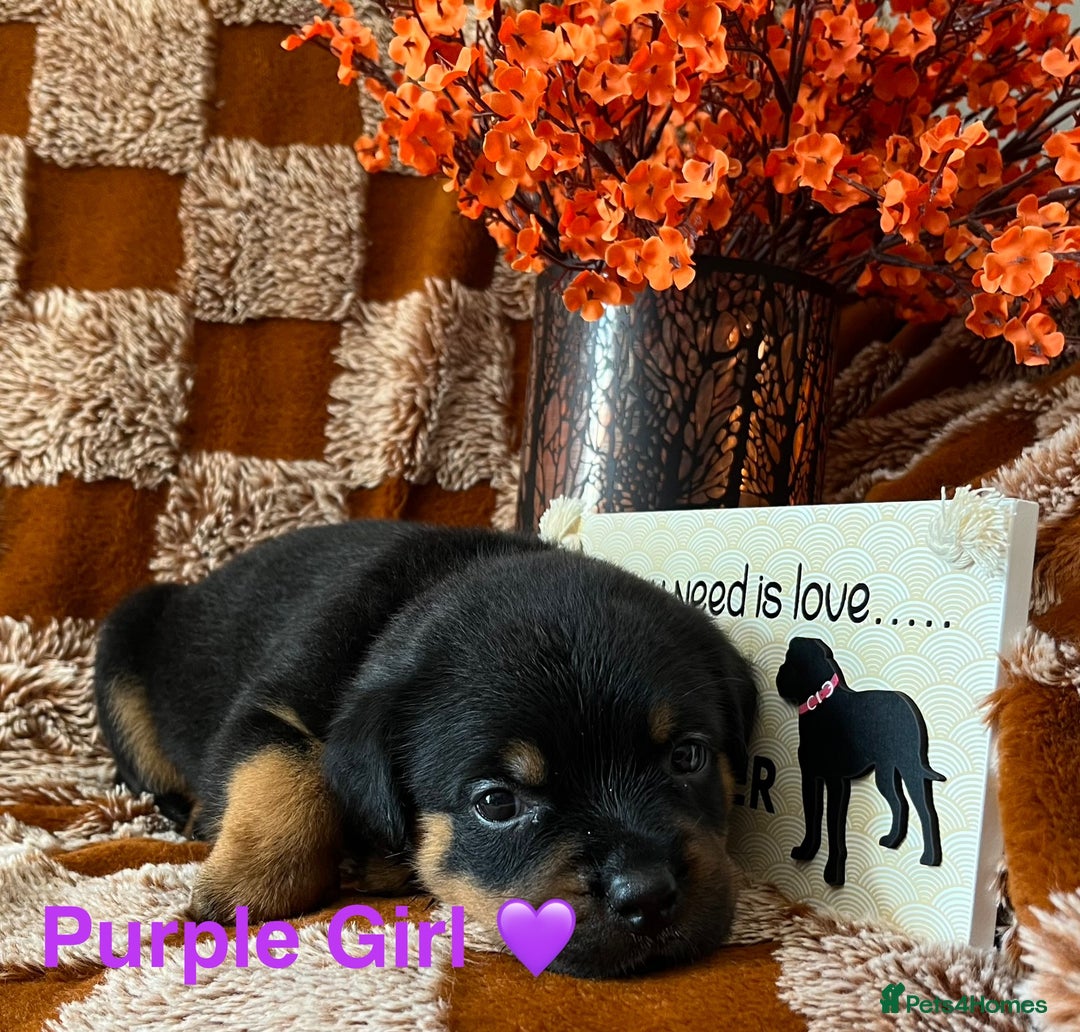 Rottweiler dogs for sale: The best of the best Rottweilers  - Image 31