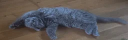 Ragdoll cats for sale: Ragdoll/Siberian mix kittens - Advert 6