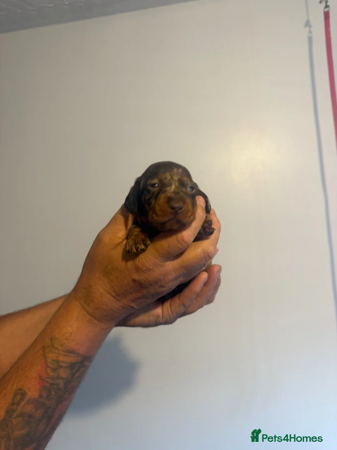 Miniature Dachshund dogs for sale: Miniature dachshund  - Advert 6