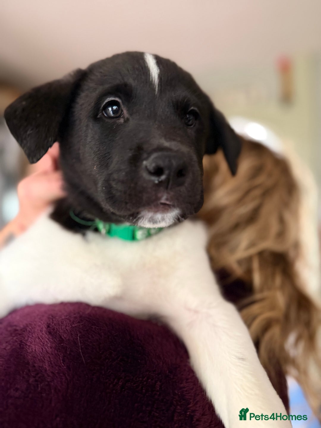 Mixed Breed dogs for sale: Labrakita - Image 17