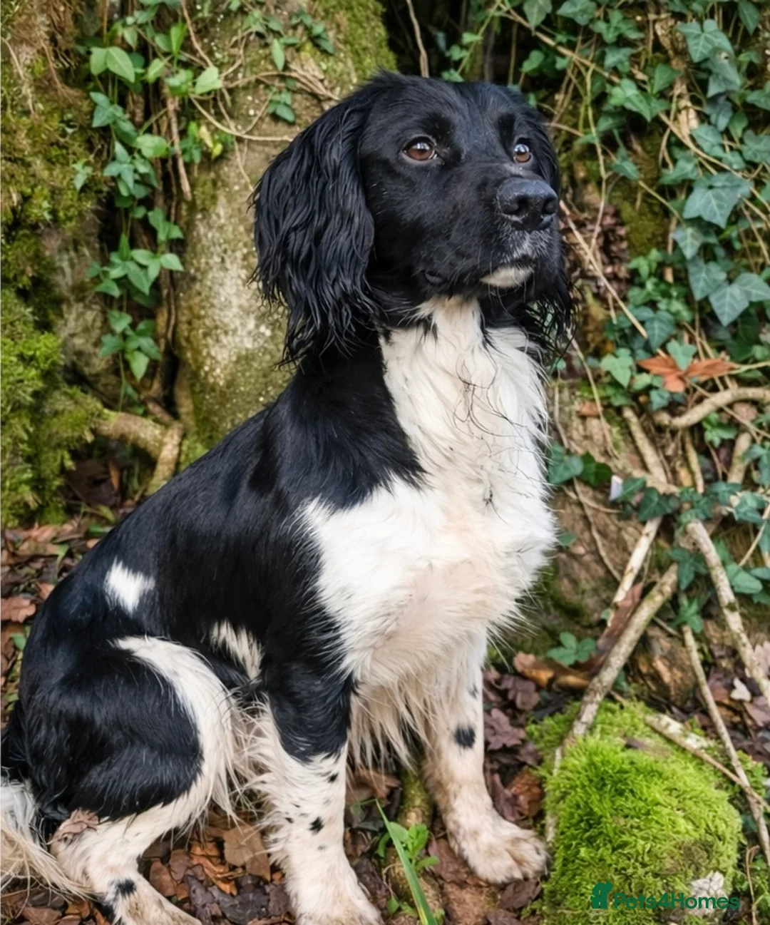 English Springer Spaniel dogs for sale: KC Working Springer Spaniel Puppies 2 Boys left - Advert 6