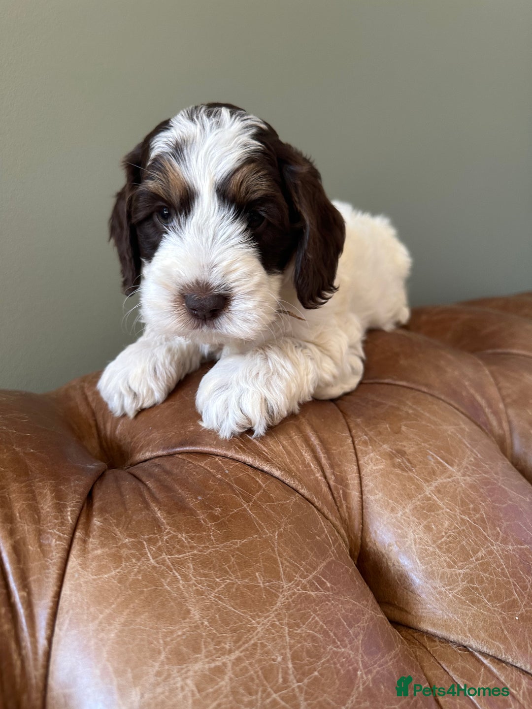 Cockapoo dogs for sale: Cockapoo puppies. Fully DNA tested.  - Image 7