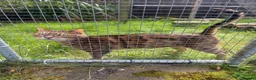 Bengal cats for sale: Adorable adult Bengal Pair - Advert 10