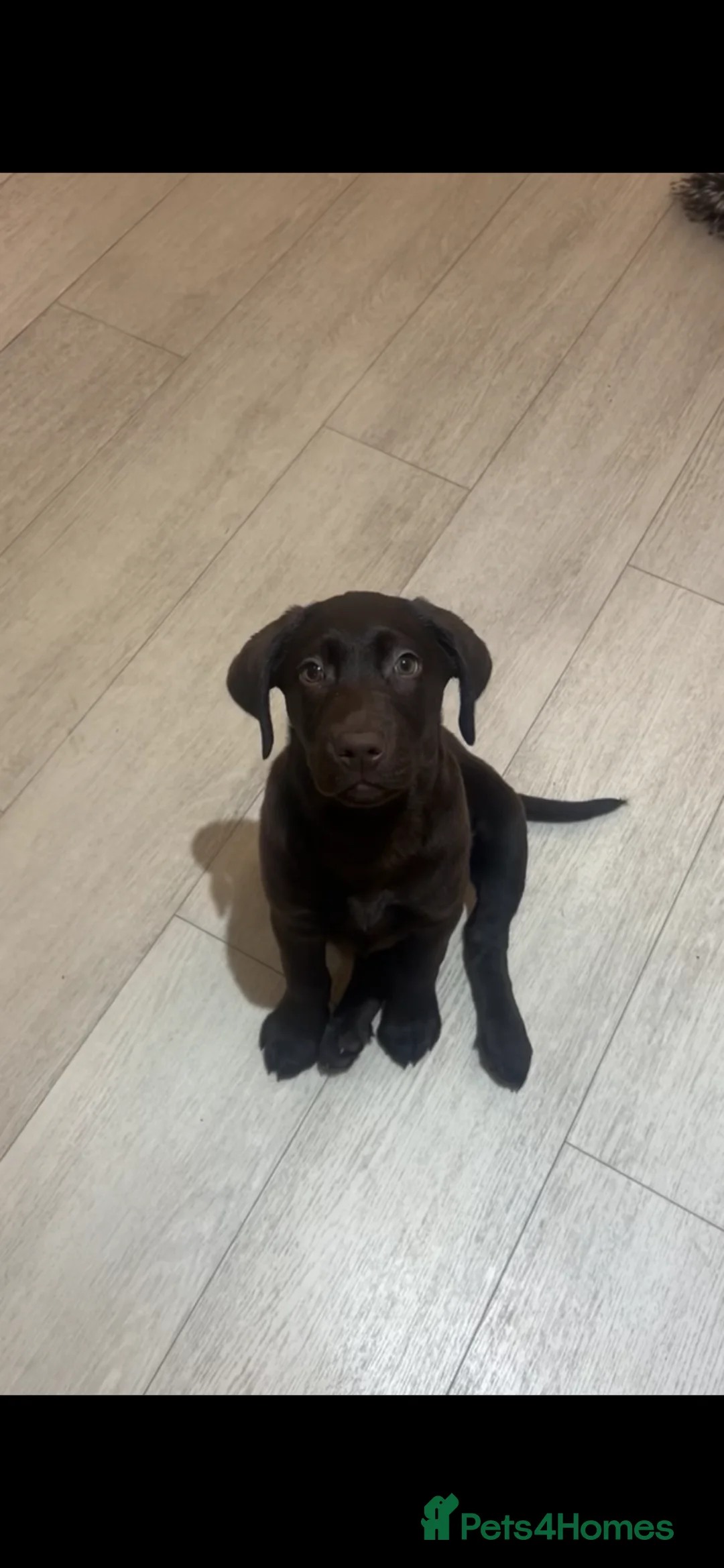 Labrador Retriever dogs for sale: Lovely Labrador Retriever in Ilford - Advert 3