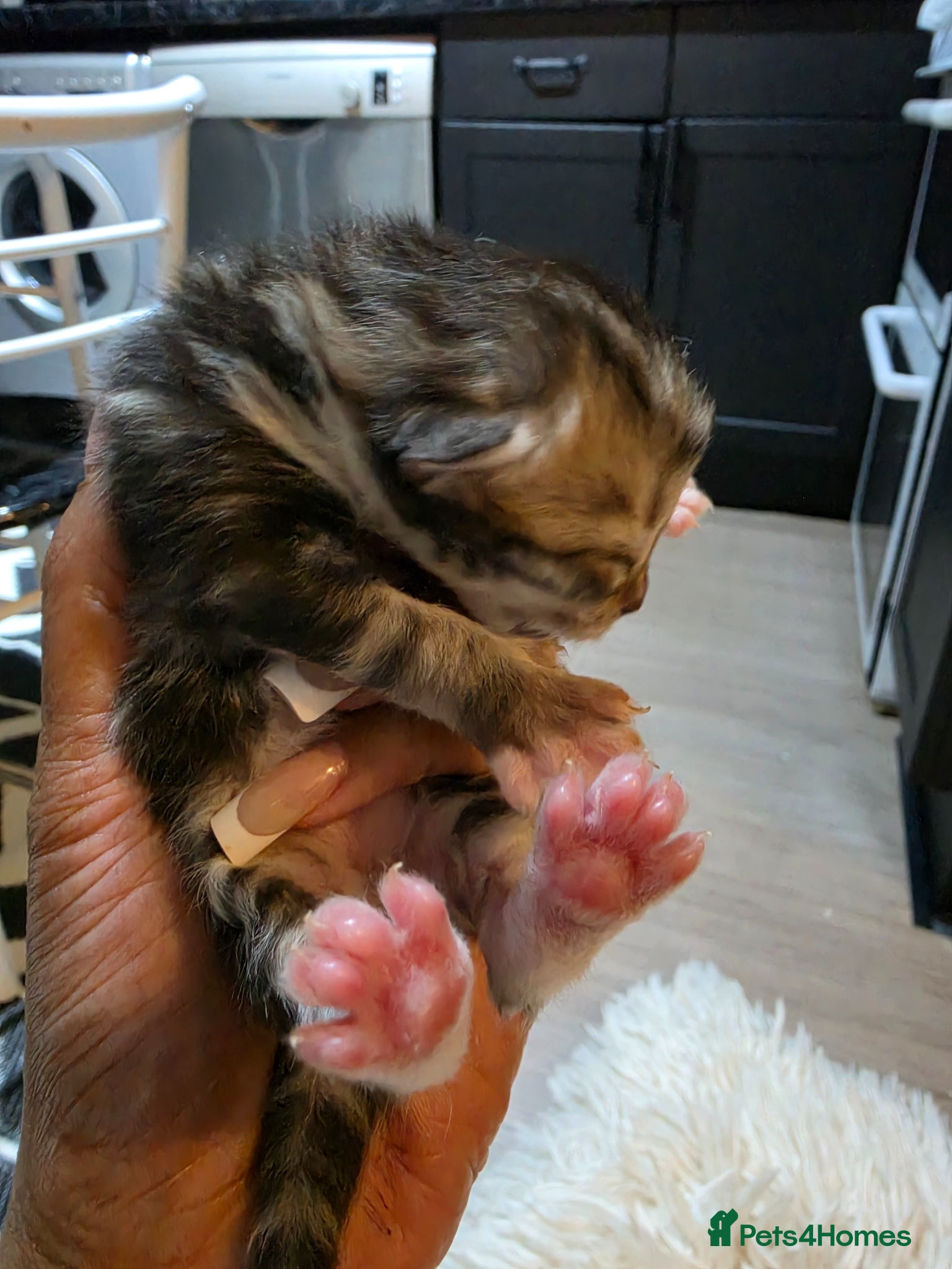 Persian cats for sale: Beautiful Persian Mix Kittens - Advert 26