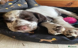 Cocker Spaniel dogs for sale: Last boy left!! - Image 1
