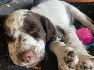 Cocker Spaniel dogs - Advert 14