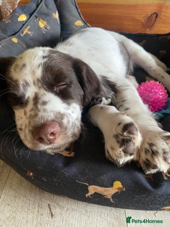 Cocker Spaniel dogs - Advert 1