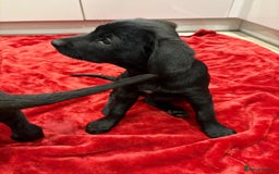 Mixed Breed dogs for sale: Rare black golden cocker puppies - Image 10
