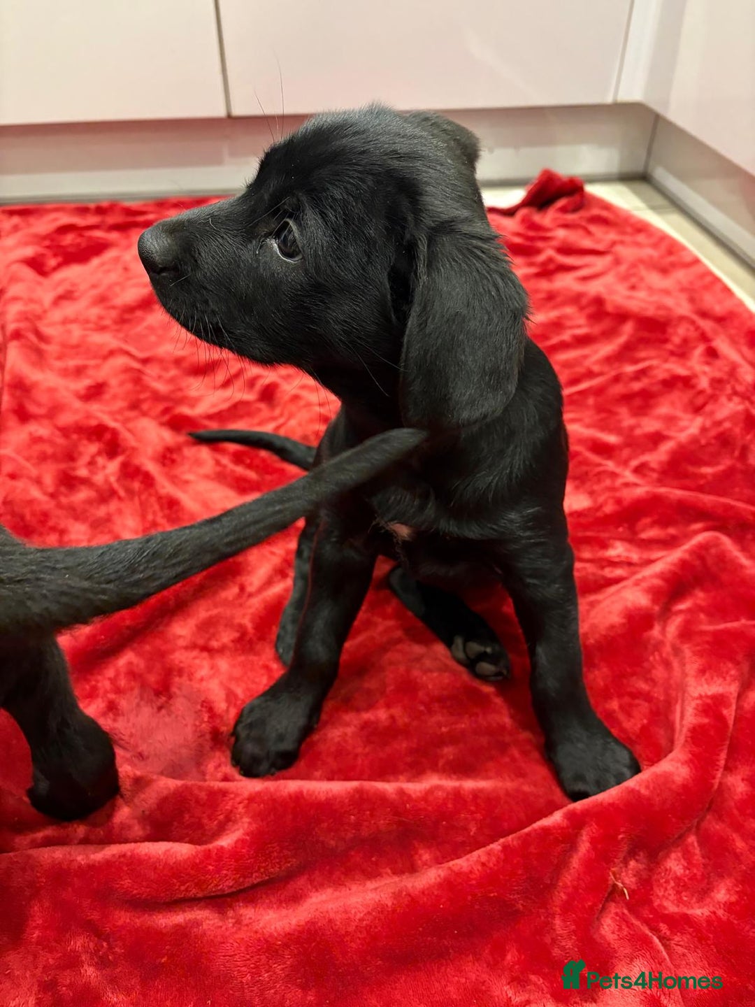 Mixed Breed dogs for sale: Rare black golden cocker puppies - Image 10