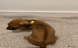 Rhodesian Ridgeback dogs for sale: Pedigree Ridgeback Puppies - READY FOR VIEWING in Scunthorpe - Image 36