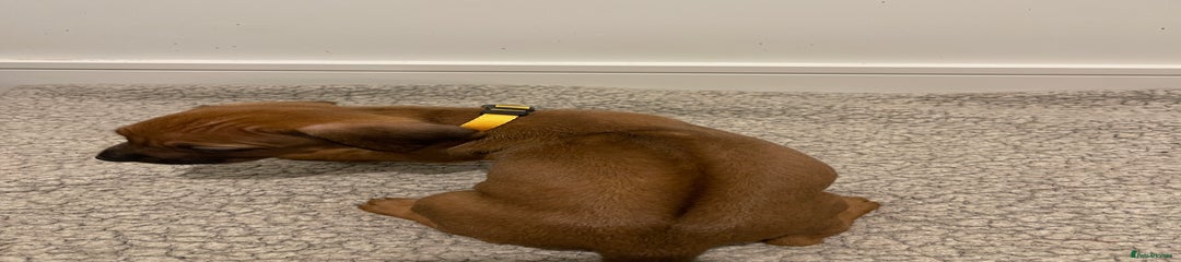 Girl - Rhodesian Ridgeback Puppy - Yellow