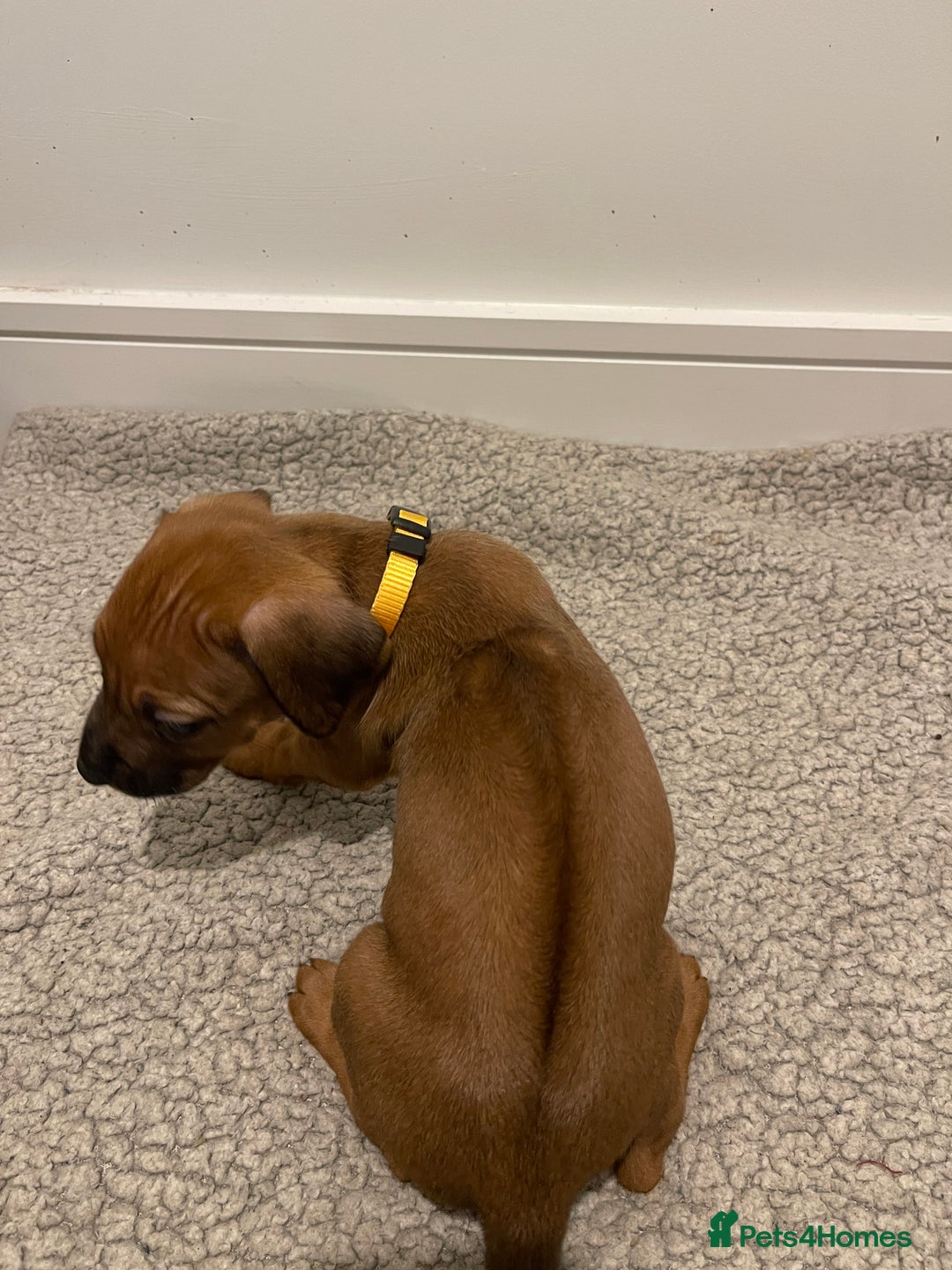 Rhodesian Ridgeback dogs for sale: Pedigree Ridgeback Puppies - READY FOR VIEWING in Scunthorpe - Image 36