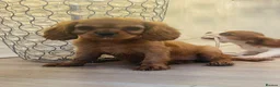 Cavalier King Charles Spaniel dogs for sale: Red full breed cavalier boys  - Advert 12