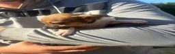 Jack Russell dogs for sale: Jack Russell puppies  - Advert 5