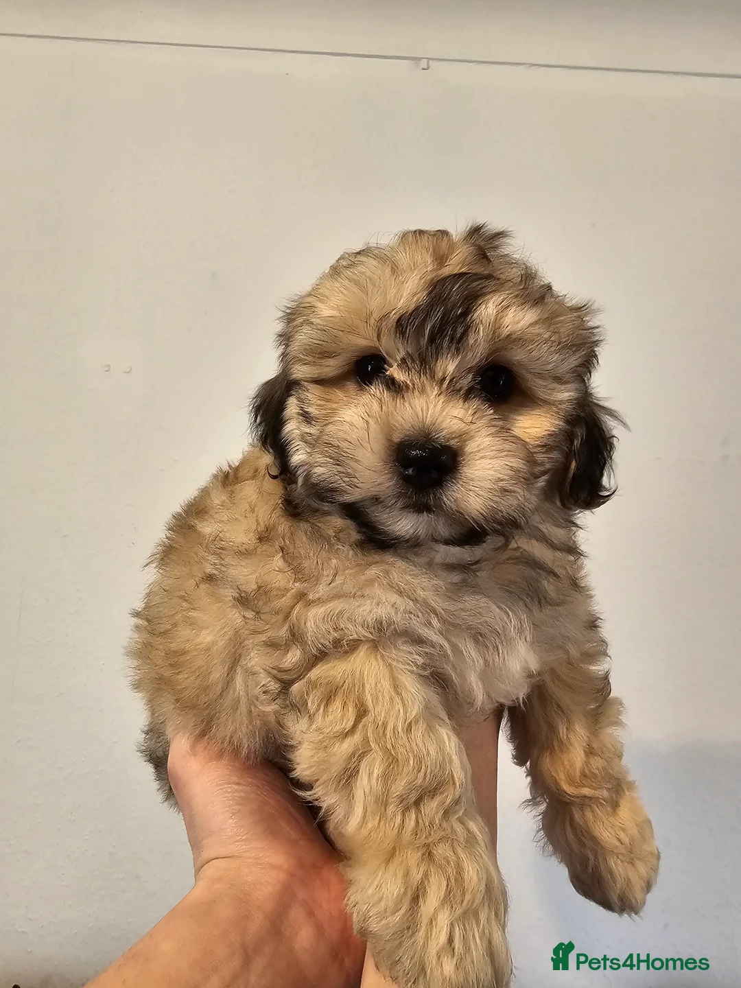 Shihpoo dogs for sale: Beautiful 3rd Generation Shihpoos  - Advert 10