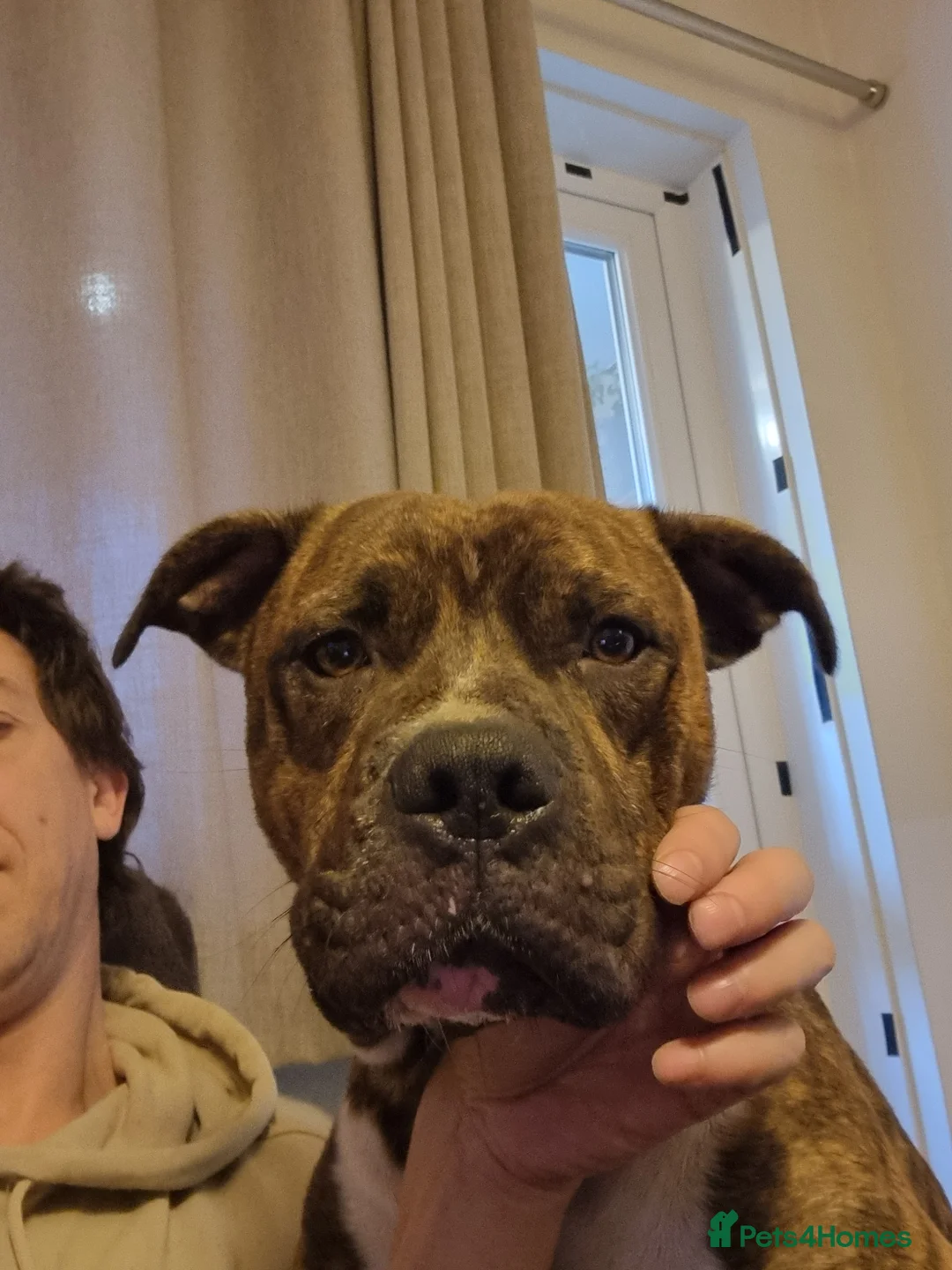 Mixed Breed dogs for sale: Bully Kutta cross Staff - Advert 2