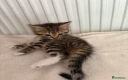 Mixed Breed cats for sale: Silver & brown British shorthair / bengal kittens  - Image 20